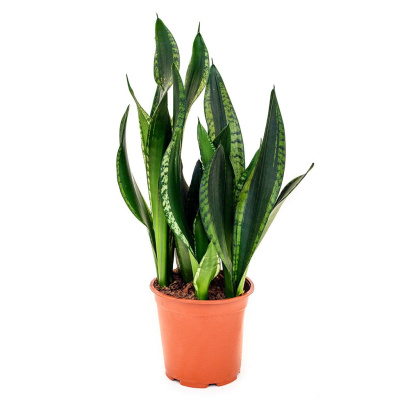 Сансевиерия silver flame