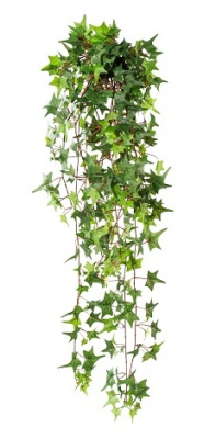 Плющ Питсбург