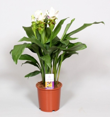 Куркума микс