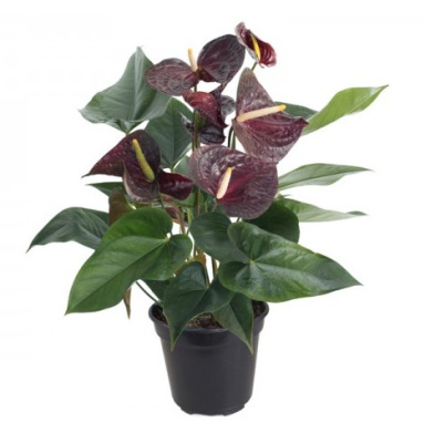 Антуриум Андре Блэк черный