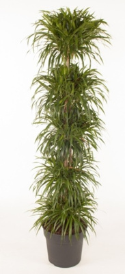 Драцена рефлекса Анита карусель