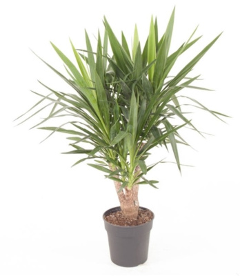 Юкка разветвленная