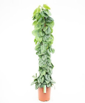 Сциндапсус Пиктус моссток