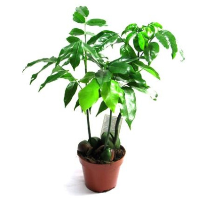 Каштан комнатный (Кастаноспермум)