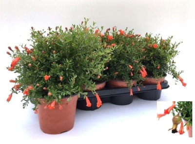 Гранат карликовый / Пуника гранатум