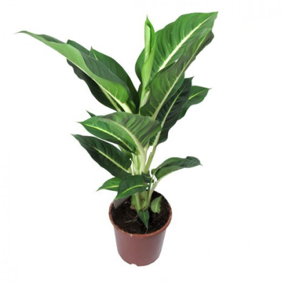 Диффенбахия Грин Мэджик