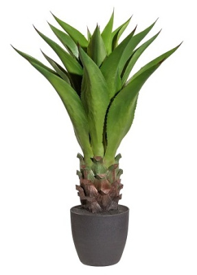 Агава 21 лист в кашпо