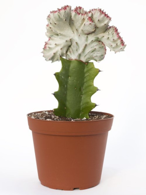 Эуфорбия лактея кристата