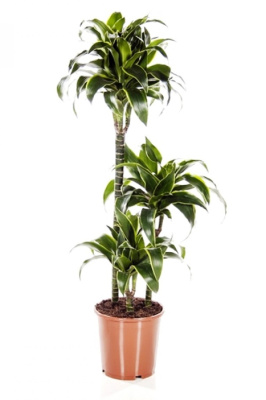 Драцена фрагранс Дорадо (3 ствола)