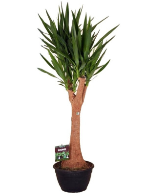 Юкка слоновая