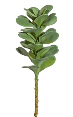 Каланхоэ ветка