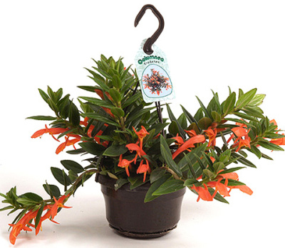 Колумнея Кракатау