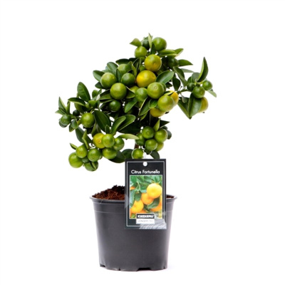 Цитрофортунелла Каламондин