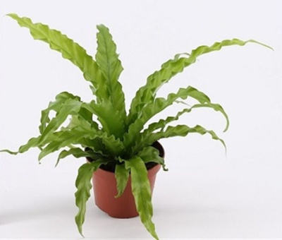 Асплениум Осака