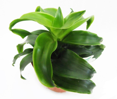 Драцена фрагранс Твист