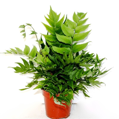 Циртомиум серповидный (Фанерофлебия)