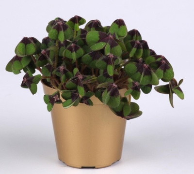 Оксалис микс (Кислица)