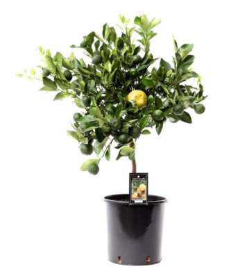 Цитрус Лиметта Пурша