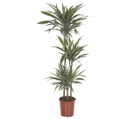 Драцена фрагранс Варнески (3 ствола)