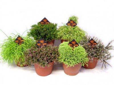 Рипсалис микс