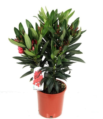 Нериум Олеандер микс