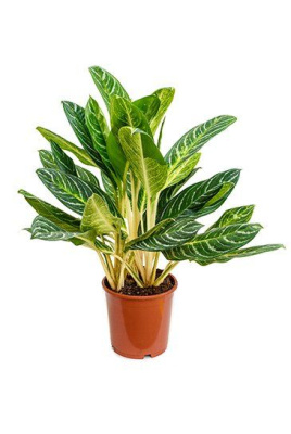 Аглаонема Кей Лайм