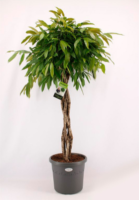 Фикус биннедика Амстел Кинг переплетенный