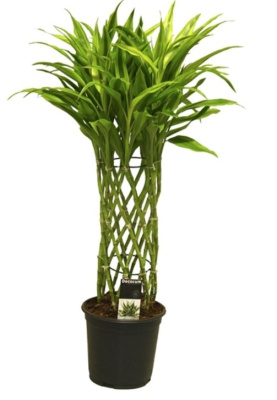 Драцена Сандериана Голд