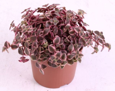 Крассула маргиналис