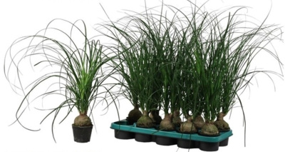 Нолина 1 луковица (Бокарнея)