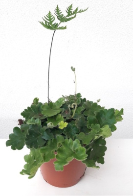 Дориоптерис Кордата