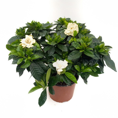 Гардения жасминовая