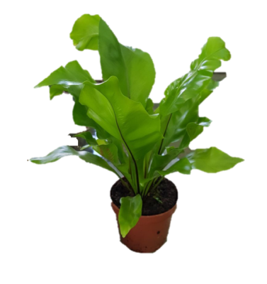 Асплениум Нидус