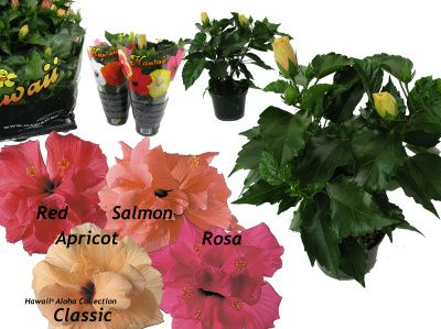 Гибискус махровый микс