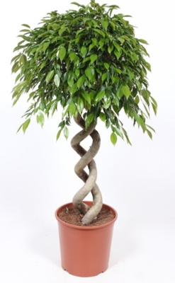 Фикус Бенджамина Фолиоле