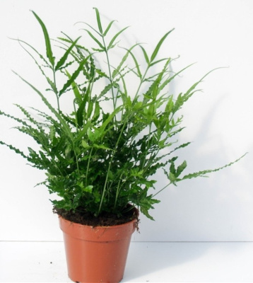 Птерис мечевидный