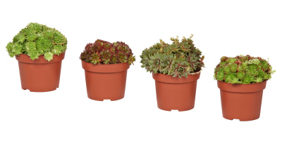 Молодило микс (Семпервивум)