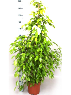 Фикус Бенджамина Голден Моник