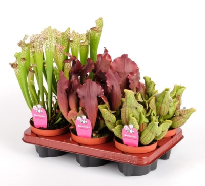 Саррацения микс