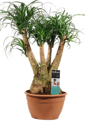 Нолина разветвленная (Бокарнея)