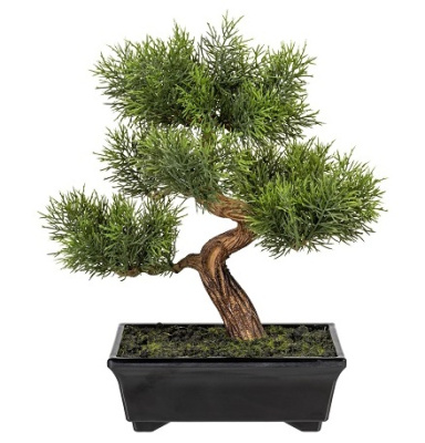 Бонсай Кедр  в прямоугольном кашпо