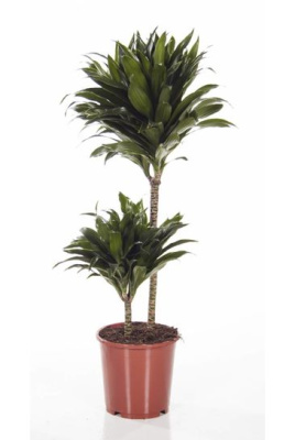 Драцена фрагранс Компакта (2 ствола)