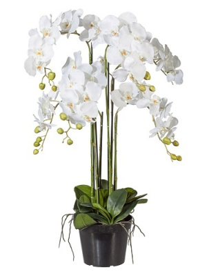 Фаленопсис в кашпо