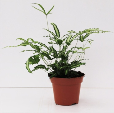 Птерис критский Albolineata