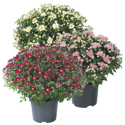 Хризантема шаровидная