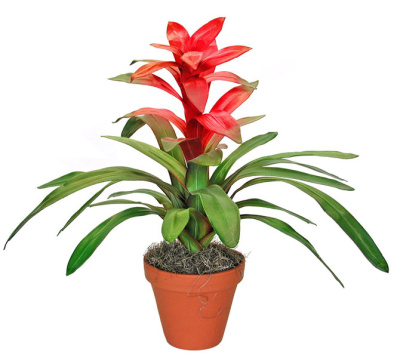 Гусмания Минор Рондо