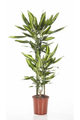 Драцена фрагранс Чинто (3 ствола)