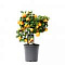 Цветы для офиса