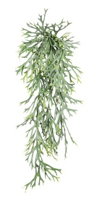 Папоротник Платицериум