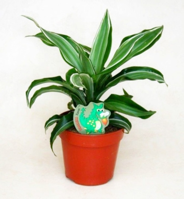 Драцена фрагранс Канзи